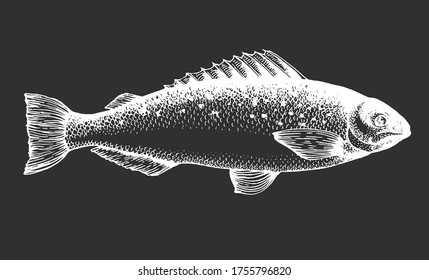 Hand drawn trout illustration. Vector fish illustration on chalk board.