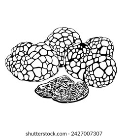 Hand drawn Truffle mushroom isolated on a white background.