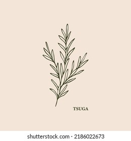Hand drawn tsuga tree branch illustration