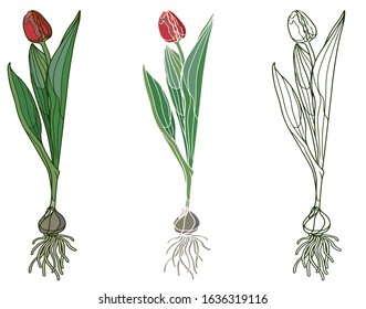 Hand drawn tulip. Botanical  vector illustration. Coloring page with color option. Set of spring flowers, flowering bulbous plants with root. Realistic design. 