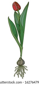 Hand drawn tulip doodle. Botanical  vector illustration.  Spring flower flowering bulbous plant with root. Realistic design. 