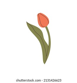 hand drawn tulip element for your design