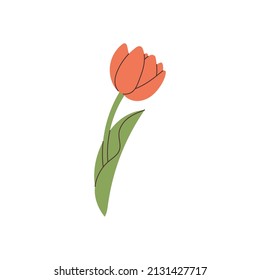 hand drawn tulip element for your design
