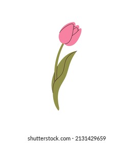 hand drawn tulip element for your design