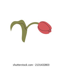 hand drawn tulip element for your design
