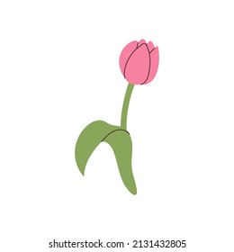 hand drawn tulip element for your design
