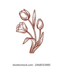 Hand Drawn Tulip Flower Illustration, Tulip Floral Line Art