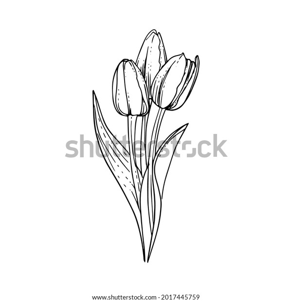 Hand Drawn Tulip Flower Illustration Black Stock Vector (Royalty Free ...