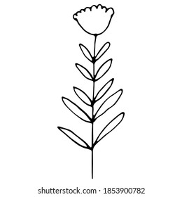 Hand drawn tulip flower isolated on white