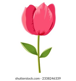 hand drawn tulip flower isolated on white background