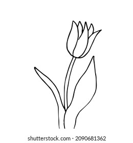 Flor de tulipano dibujada a mano, elemento único, garabato aislado en fondo blanco