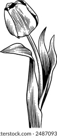 Hand drawn Tulip Flower Sketch Illustration