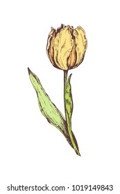 Hand drawn tulip flower. Vector illustration.