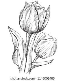 Hand drawn Tulip flower. Vector monochrome illustration isolated on white background.
