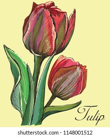 Hand drawn Tulip flower. Vector colorful illustration isolated on pink background.