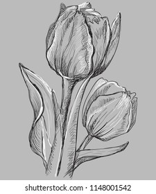 Hand drawn Tulip flower. Vector monochrome illustration isolated on grey background.