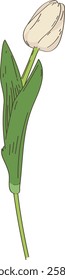 Hand Drawn Tulip Flower Vector Illustration