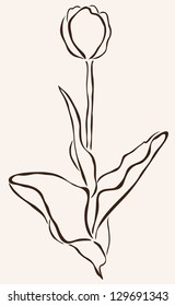 hand drawn tulip flower for your design