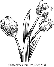 Hand drawn Tulip Flowers Sketch Illustration