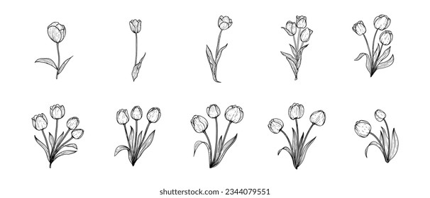 Hand Drawn Tulip Illustration Vector Set