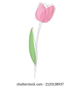 Hand drawn tulip in line art style with pink and green splashes. Elegant flower isolated on white.  Spring and garden theme. Simple vector illustration for cards, poster, print, banner, invitations.
