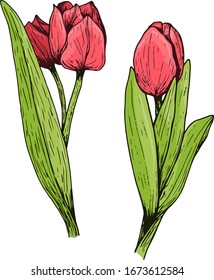 Tubo dibujado a mano sobre un tallo con hojas. Con luces y sombras. Flor floreciente.Ilustración vectorial coloreada en estilo doodle. Diseño floral.Los elementos están aislados en un fondo blanco