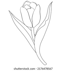 Hand Drawn Tulip Single Flower Outline Stock Vector (Royalty Free ...