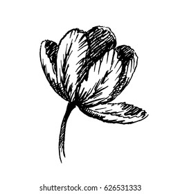 Hand drawn tulip. Sketch, vector illustration.