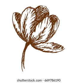Hand drawn tulip. Sketch, vector illustration.