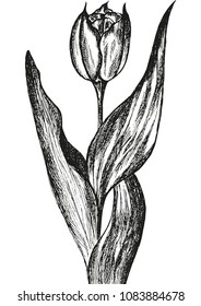 Hand drawn tulip, vector image 