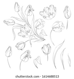 Hand drawn tulips collection in line style contour templates. Ink sketch elements of spring flowers for black and white design. Vector illustration.