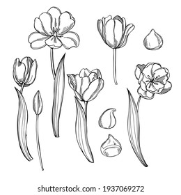 Tulips Sketch Images, Stock Photos & Vectors | Shutterstock