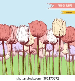 Hand drawn tulips illustration. Field of flowers. Can be used in your own appearance.