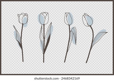 Hand drawn tulips isolated on transparent background