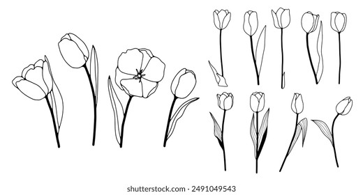 Hand drawn tulips outline isolated on a white background. Vector floral illustration