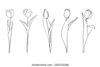 Hand drawn tulips sketch, vector