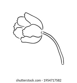 Tulipanes dibujados a mano. Esbozo vectorial vectorial vectorial en fondo blanco