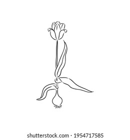 Tulipanes dibujados a mano. Esbozo vectorial vectorial vectorial en fondo blanco