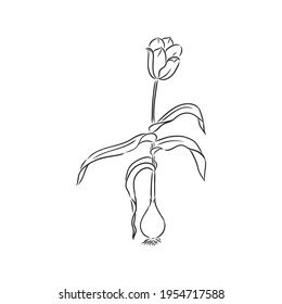Hand drawn tulips. Vector tulip vector sketch on a white background