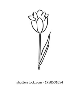 Hand drawn tulips. Vector. tulip, vector sketch