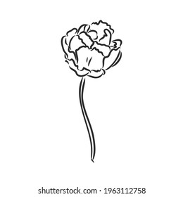 Hand drawn tulips. Vector. tulip, vector sketch