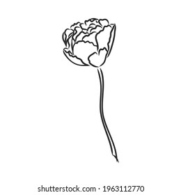 Hand drawn tulips. Vector. tulip, vector sketch