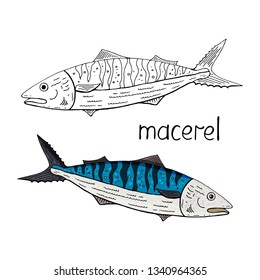 Hand drawn tuna  fish  black and white and color isolated on white background. Vector tuna fish