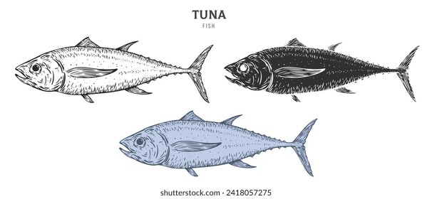 Hand drawn tuna fish isolated on white background. Set cartoon element in outline, monochrome and color version. Vector illustration in retro vintage engraving style.