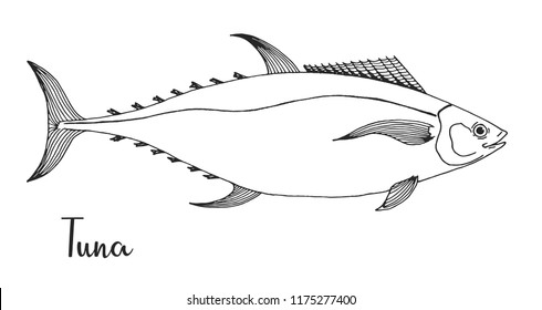 Hand drawn tuna. Vector illustration in sketch style