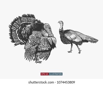 Hand drawn turkey birds isolated. Engraved style vector illustration. Template for your design works.