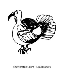 Hand drawn of turkey. For greeting cards and seasonal Thanksgiving design menu. Doodle vector illustration isolated on white background.