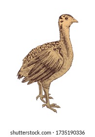 Hand drawn turkey nestling. Poultry. Vector illustration in retro style