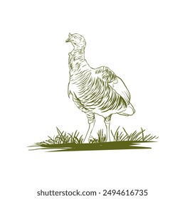hand drawn turkey in vector format