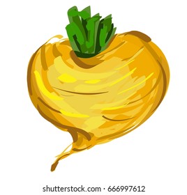 hand drawn turnip vector illustration